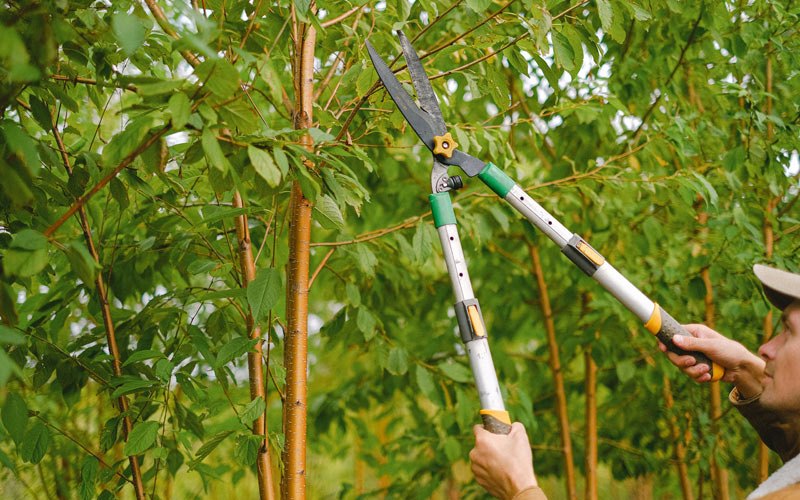Tree trimming in Jonesville, NC